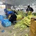 《实力推荐》河南精品娃娃菜,基地直供货源充足,保质保量