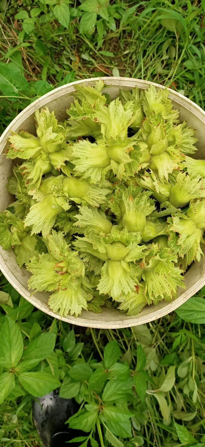 产地发货！全国批发榛子，每日产量5万斤！诚信经营！