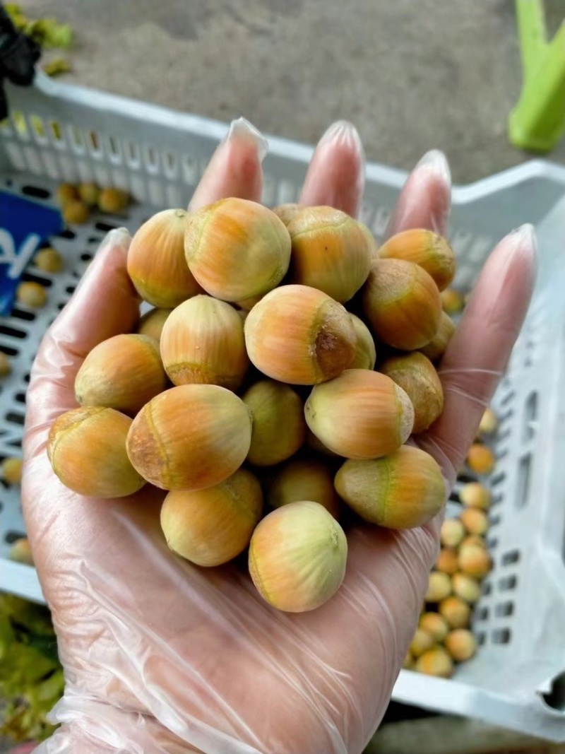 产地发货！全国批发榛子，每日产量5万斤！诚信经营！
