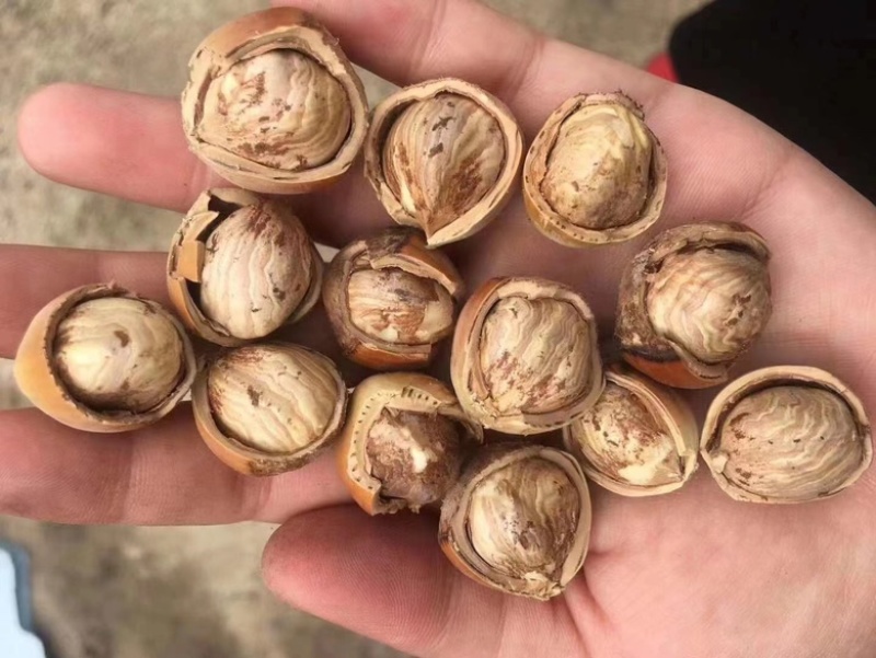 产地发货！全国批发榛子，每日产量5万斤！诚信经营！