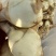 推荐，精品慈菇，颜色白，几乎没有水秀，价格优，货源充足