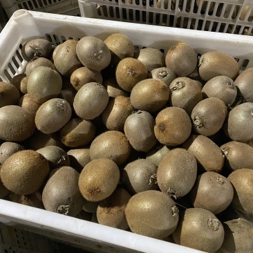 海沃德猕猴桃绿心猕猴桃大量供应日供十万斤可包上车