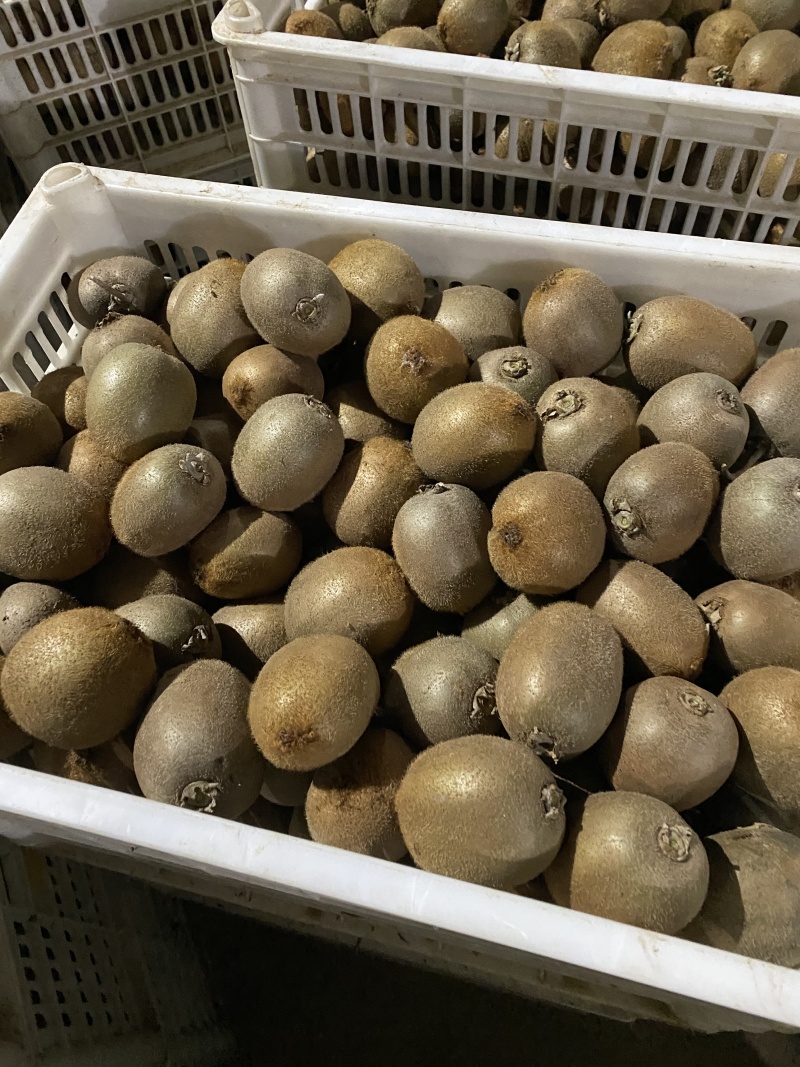 海沃德猕猴桃绿心猕猴桃大量供应日供十万斤可包上车