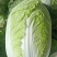 百亩精品黄河滩大白菜，口感爽脆品质美好。