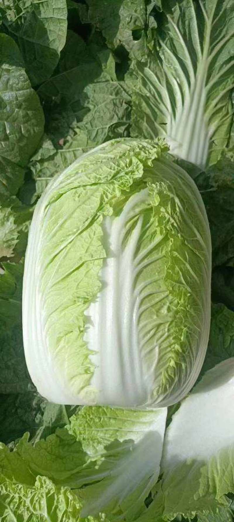 百亩精品黄河滩大白菜，口感爽脆品质美好。