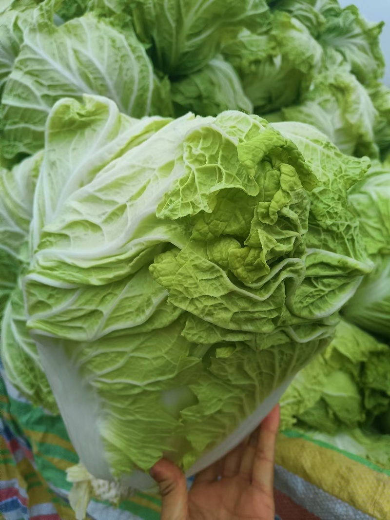 百亩精品黄河滩大白菜，口感爽脆品质美好。