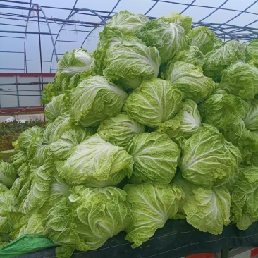 百亩精品黄河滩大白菜，口感爽脆品质美好。