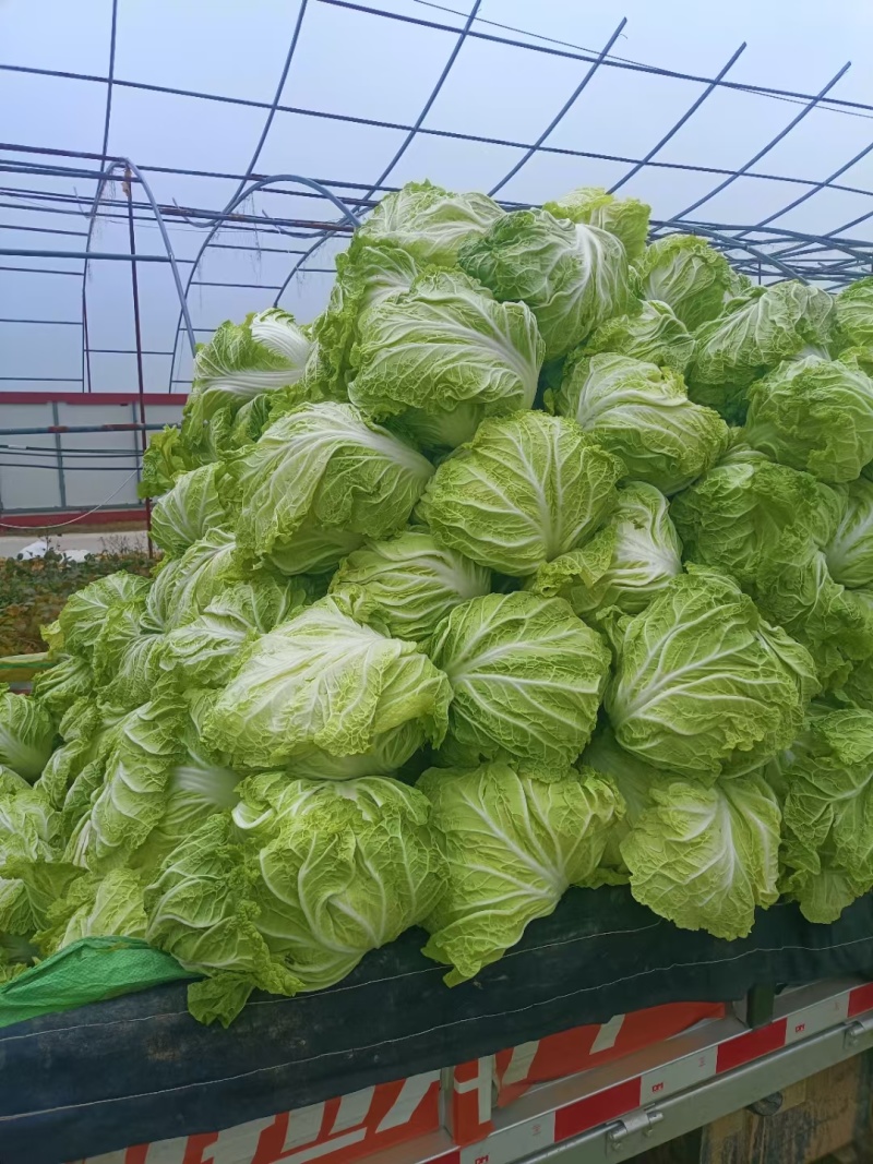 百亩精品黄河滩大白菜，口感爽脆品质美好。