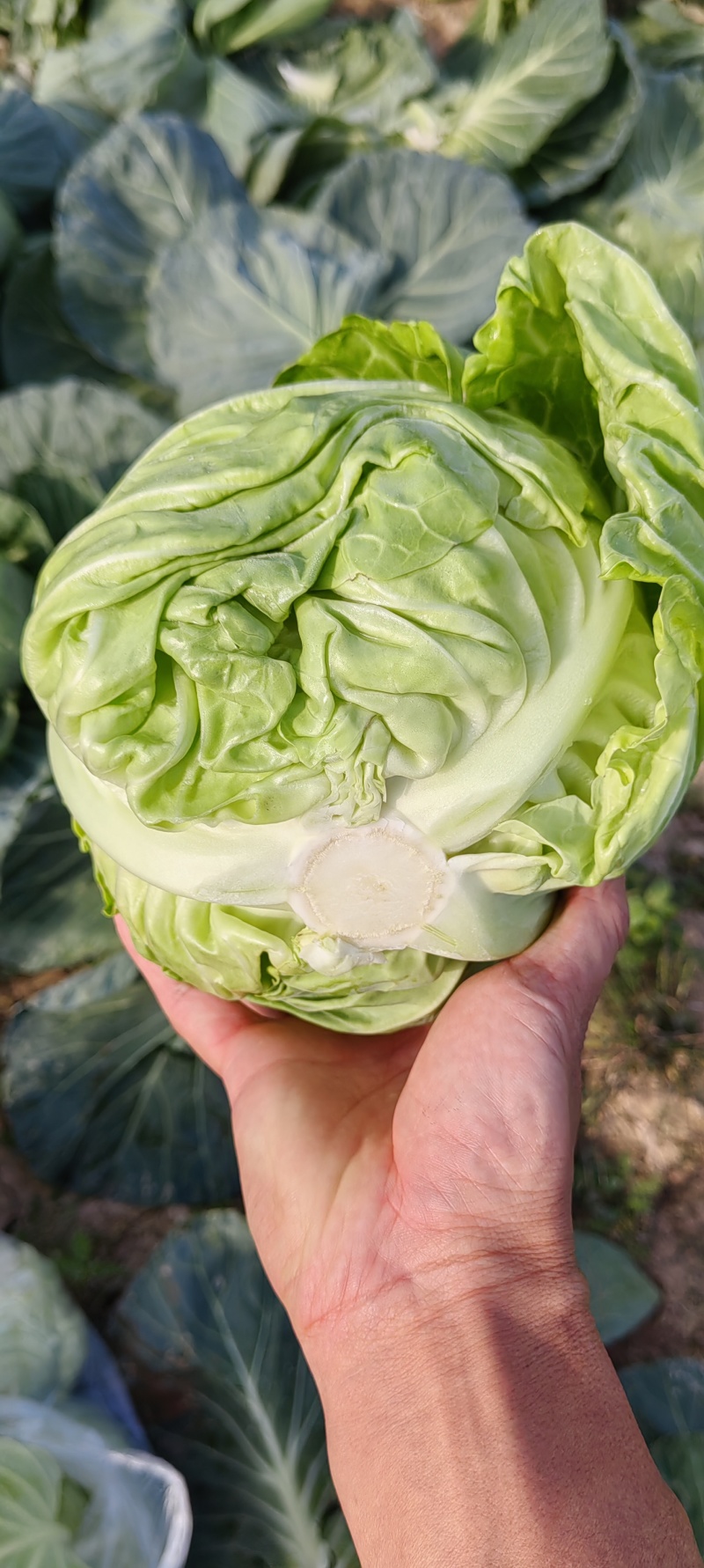 商丘甘蓝大量上市