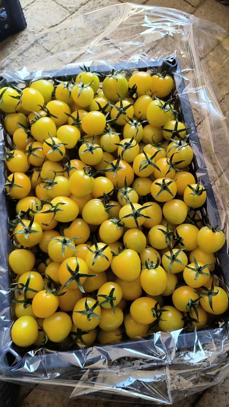 盘锦碱地柿子