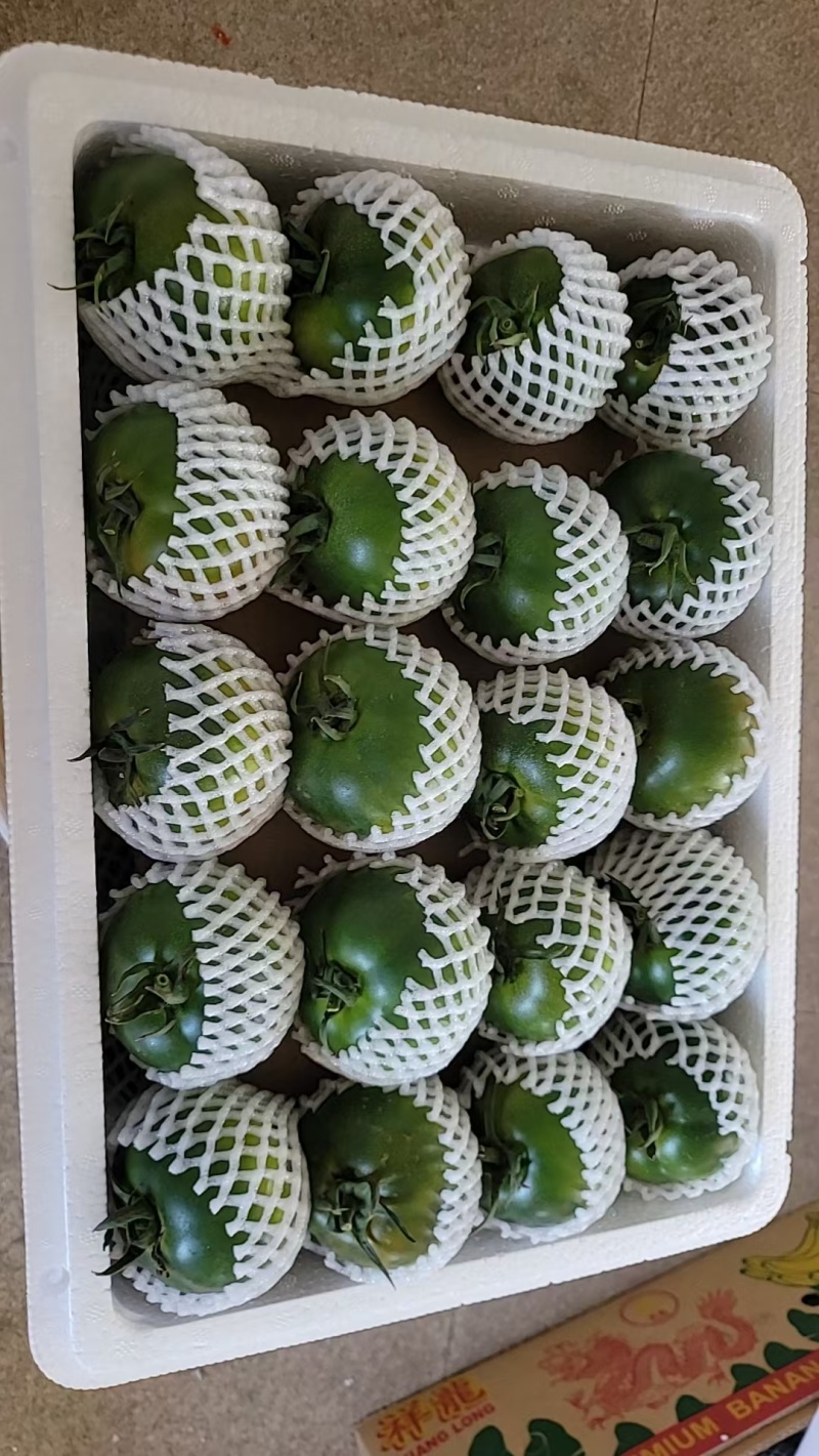 盘锦碱地柿子
