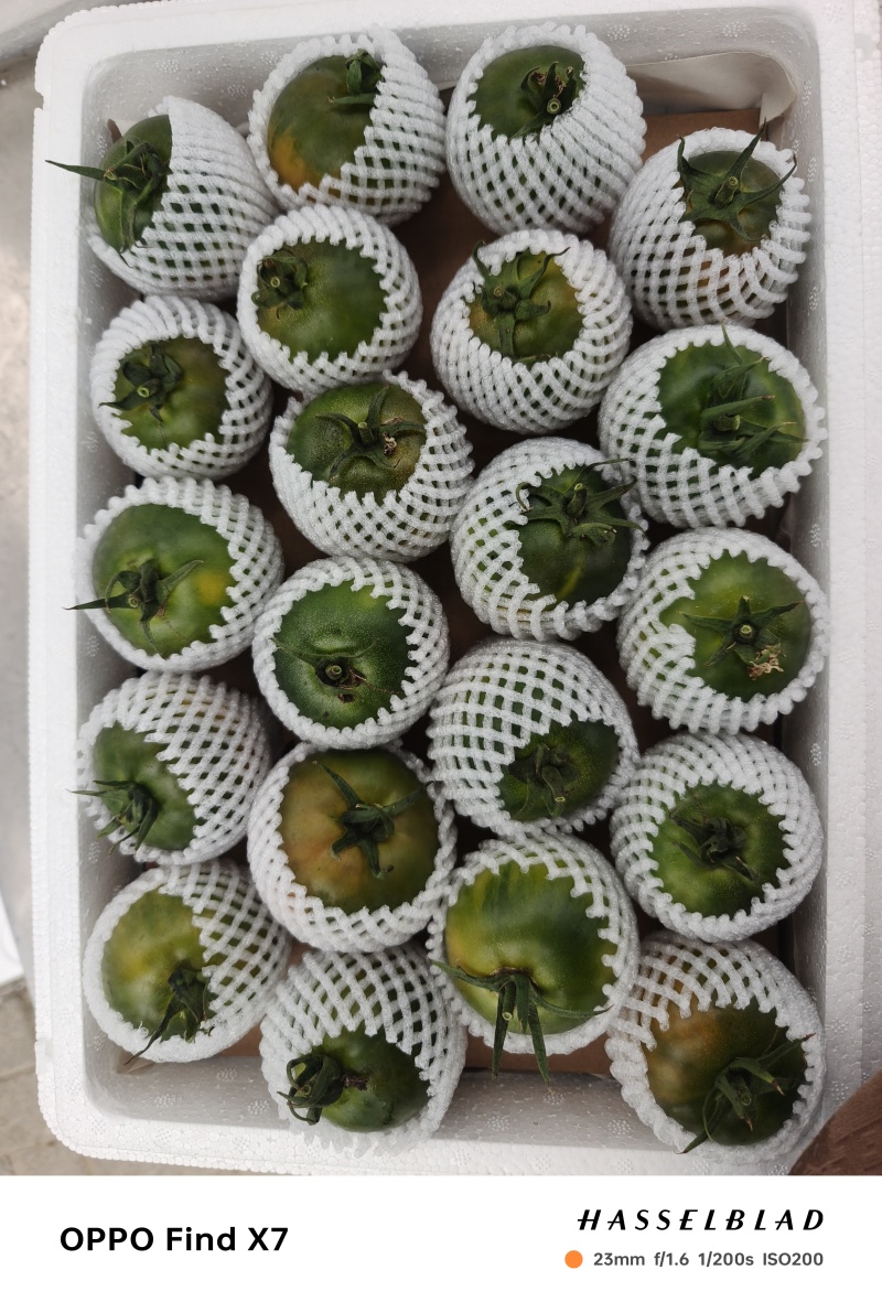 盘锦碱地柿子
