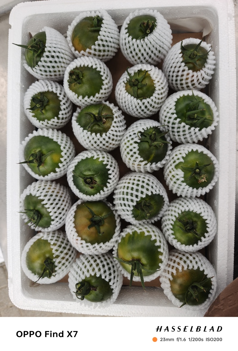 盘锦碱地柿子