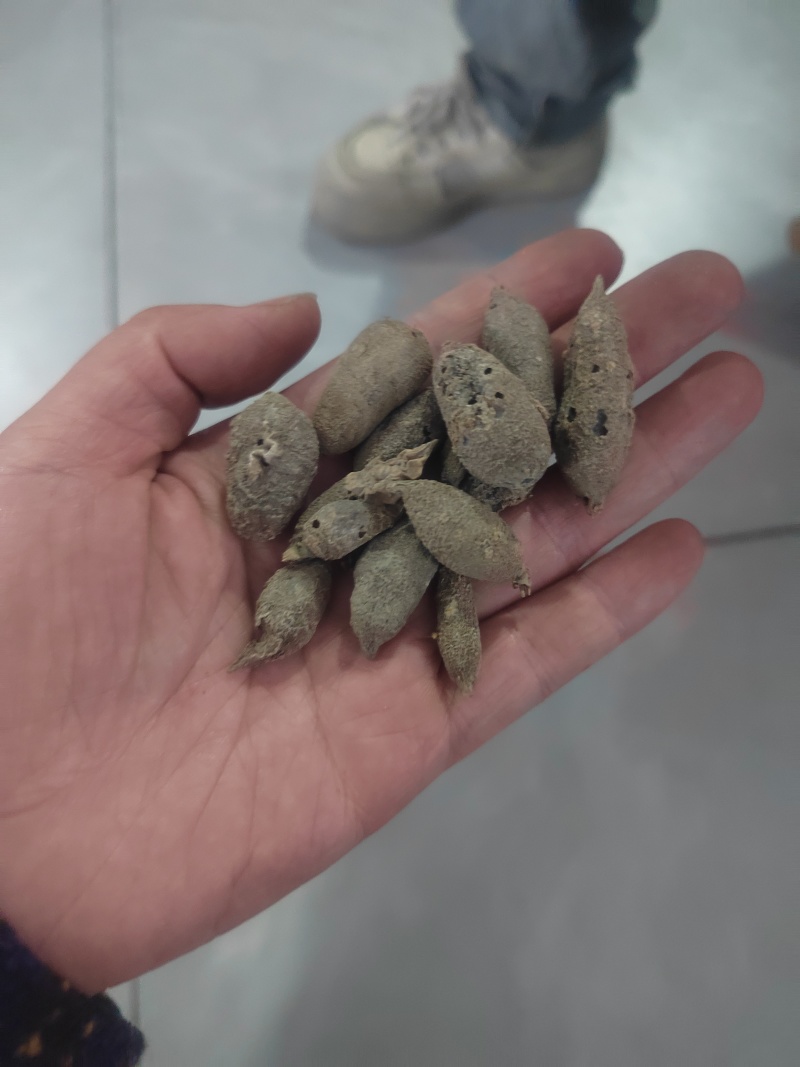 产地绿丝郁金批发