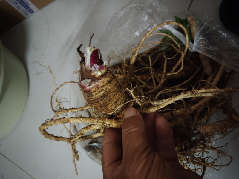 川芎，大山里纯野生川芎，观采现发！包邮！
