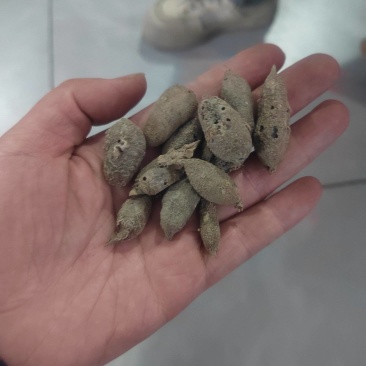 产地绿丝郁金批发