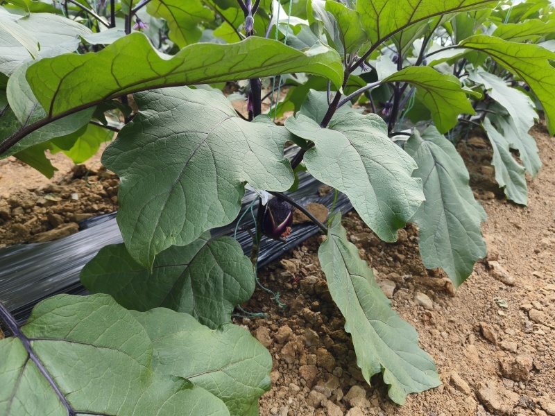 新苗红茄