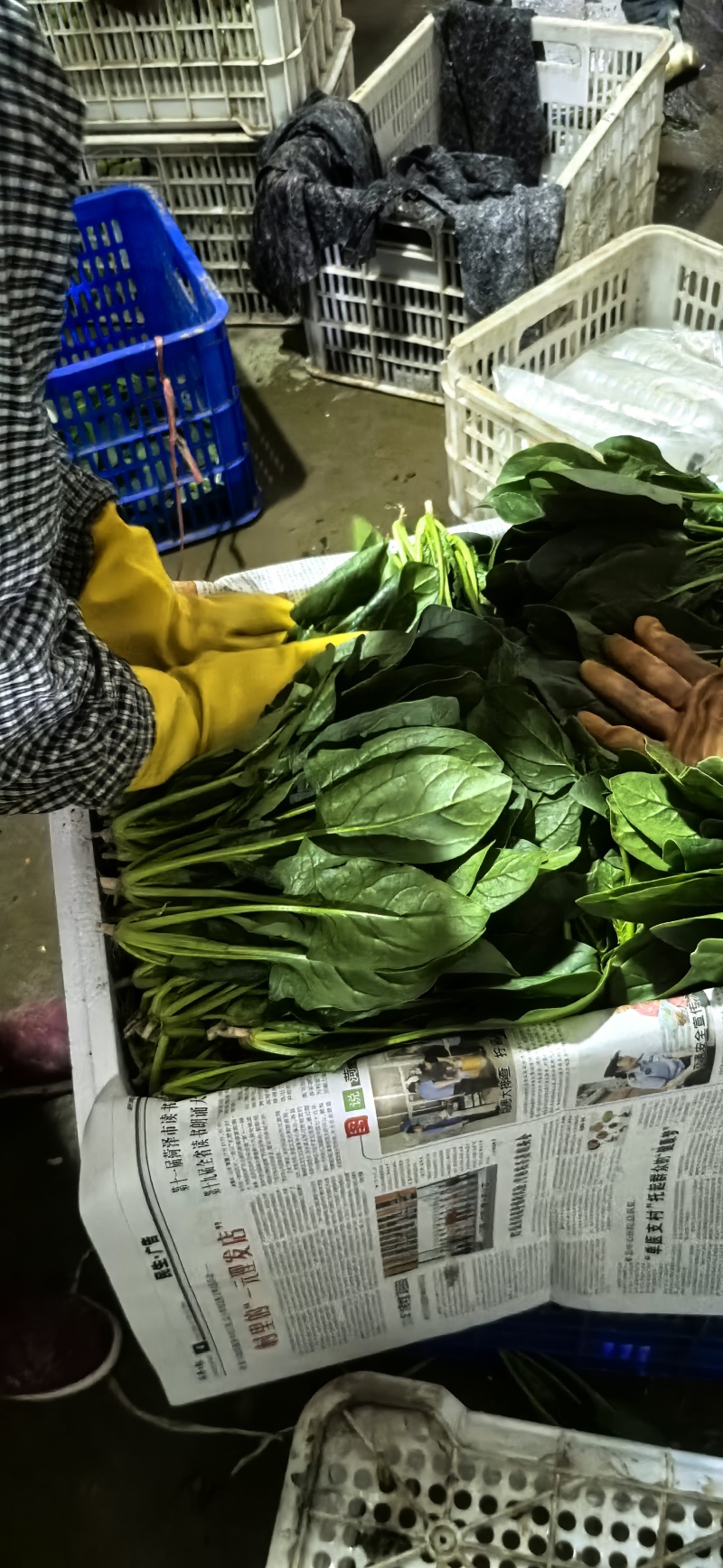 菠菜20~25厘米
