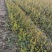 1.5米枳壳枸橘树苗嫁接沙糖桔占木铁绿篱