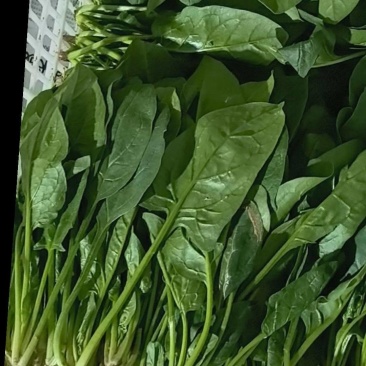 菠菜20~25厘米