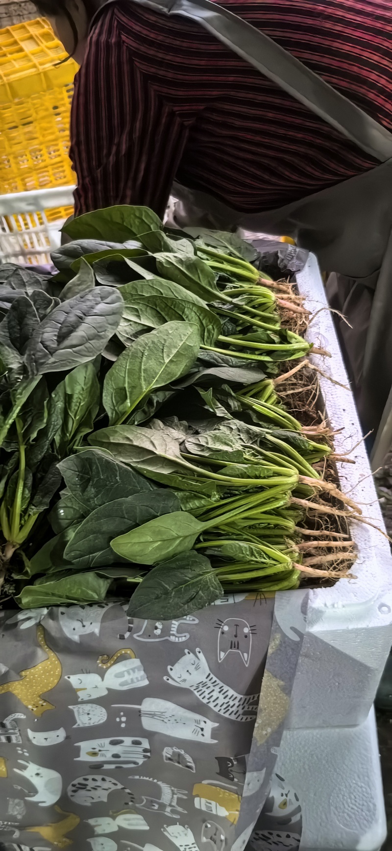 精品菠菜，大量现货，欢迎选购，欢迎订购，质量很好，价格便