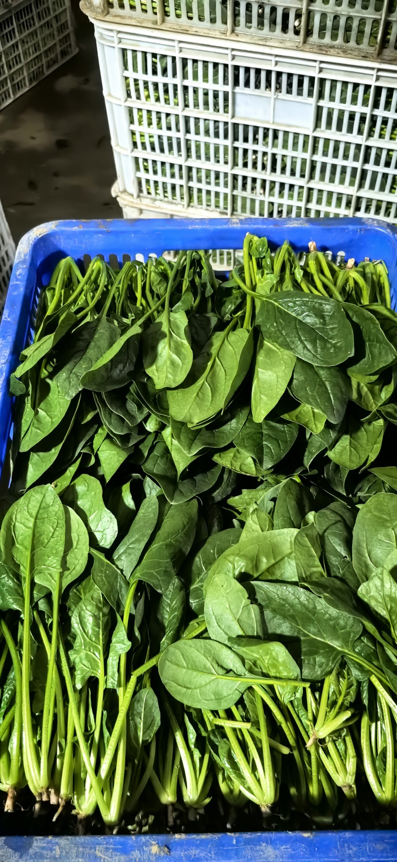 精品菠菜，大量现货，欢迎选购，欢迎订购，质量很好，价格便