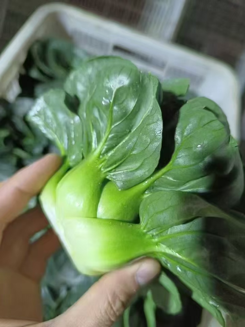 特矮苏矮脚青梗菜种子油亮苏州青种子高产耐寒耐冻黑亮青菜种