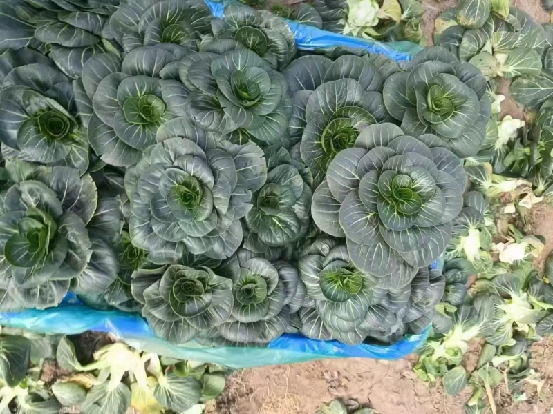 特矮苏矮脚青梗菜种子油亮苏州青种子高产耐寒耐冻黑亮青菜种