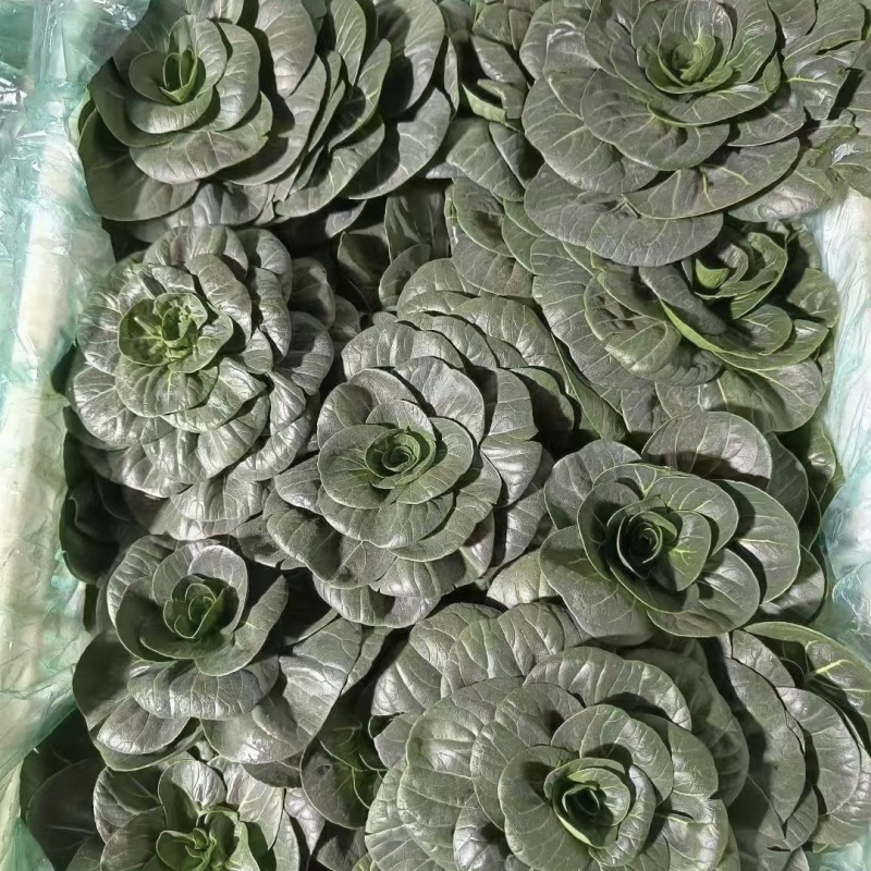 特矮苏矮脚青梗菜种子油亮苏州青种子高产耐寒耐冻黑亮青菜种