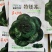 特矮苏矮脚青梗菜种子油亮苏州青种子高产耐寒耐冻黑亮青菜种