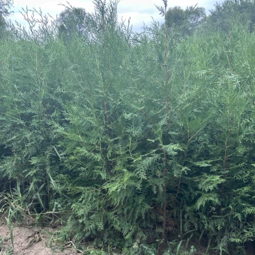 侧柏侧柏侧柏各种规格20万颗。