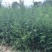 侧柏侧柏侧柏各种规格20万颗。