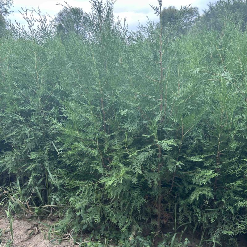 侧柏侧柏侧柏各种规格20万颗。