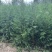 侧柏侧柏侧柏各种规格20万颗。