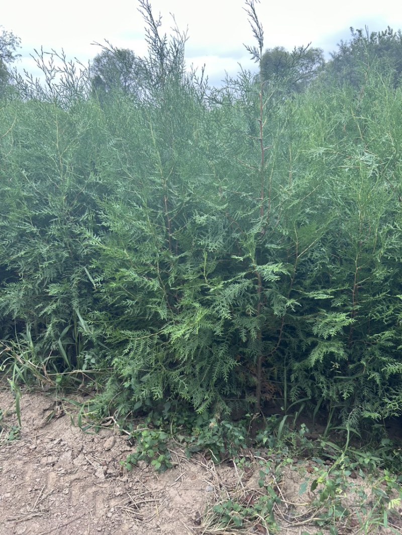 侧柏侧柏侧柏各种规格20万颗。