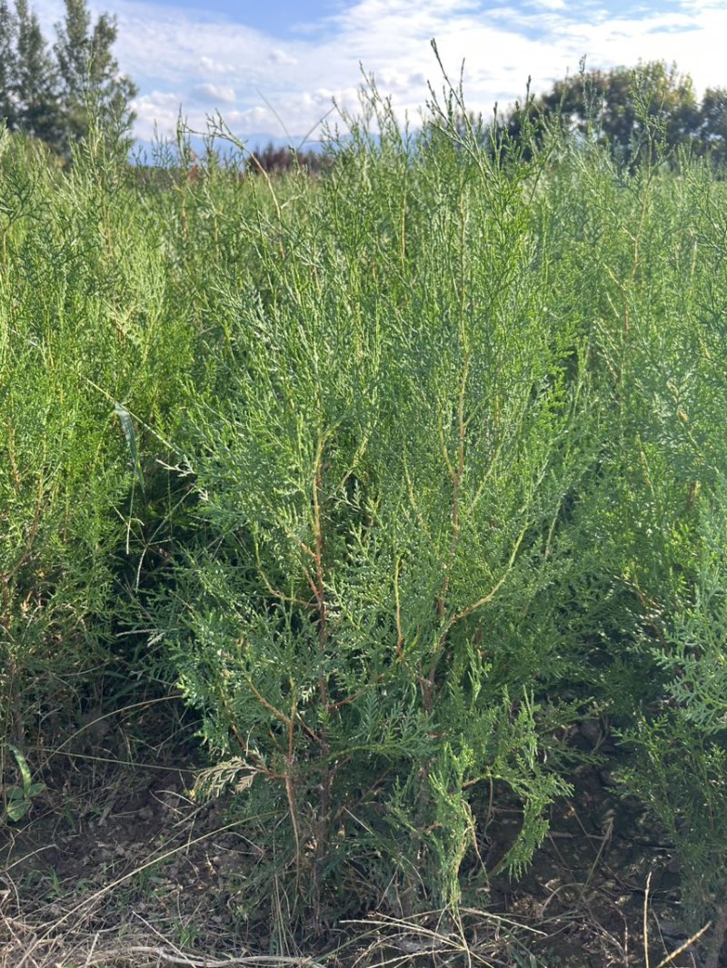 侧柏侧柏侧柏各种规格20万颗。