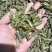 稻黄蚂蚱，一箱6斤，一大箱4小箱，质量特别好