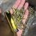 稻黄蚂蚱，一箱6斤，一大箱4小箱，质量特别好