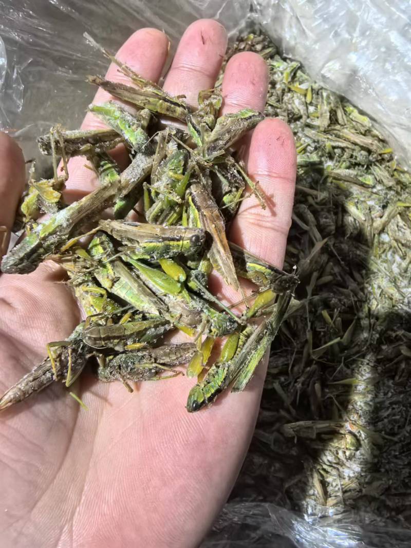 稻黄蚂蚱，一箱6斤，一大箱4小箱，质量特别好