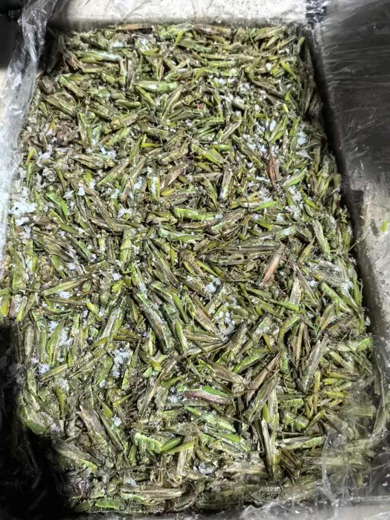 稻黄蚂蚱，一箱6斤，一大箱4小箱，质量特别好