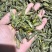 稻黄蚂蚱，一箱6斤，一大箱4小箱，质量特别好