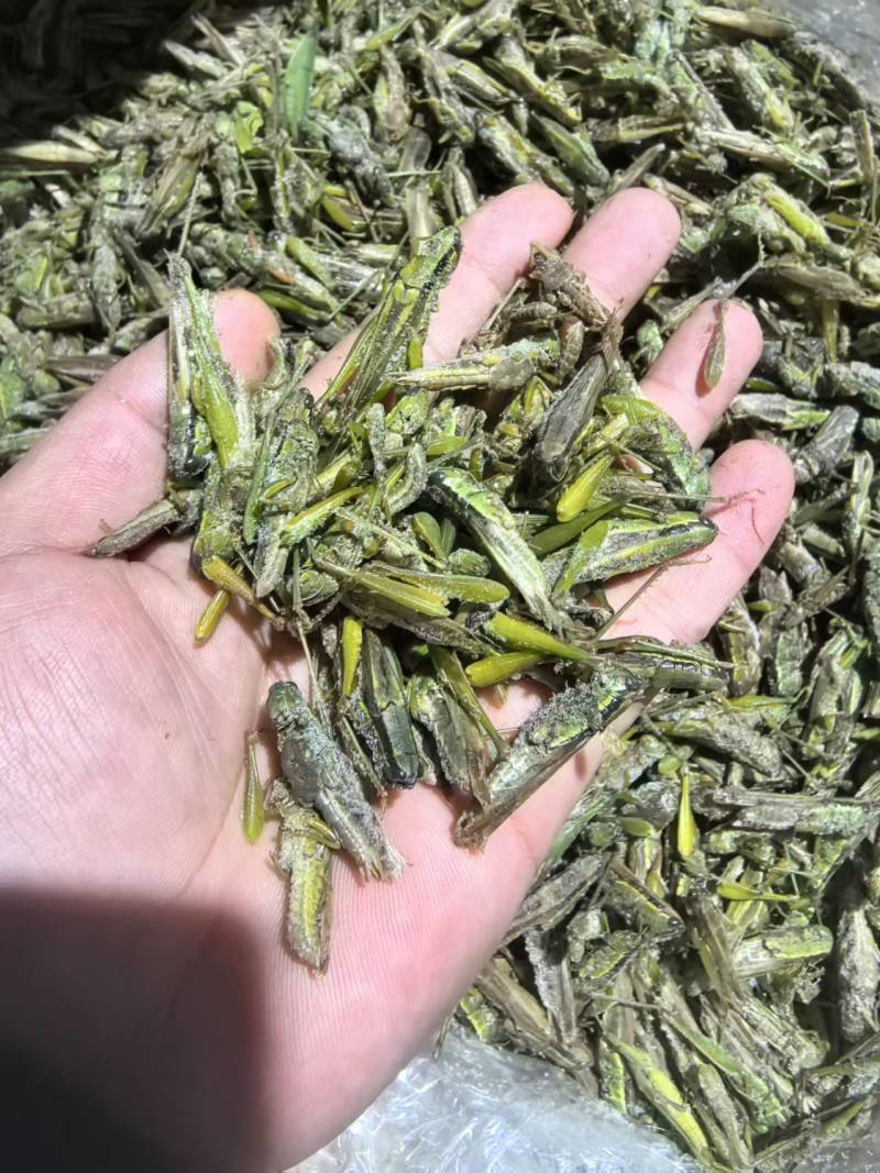 稻黄蚂蚱，一箱6斤，一大箱4小箱，质量特别好