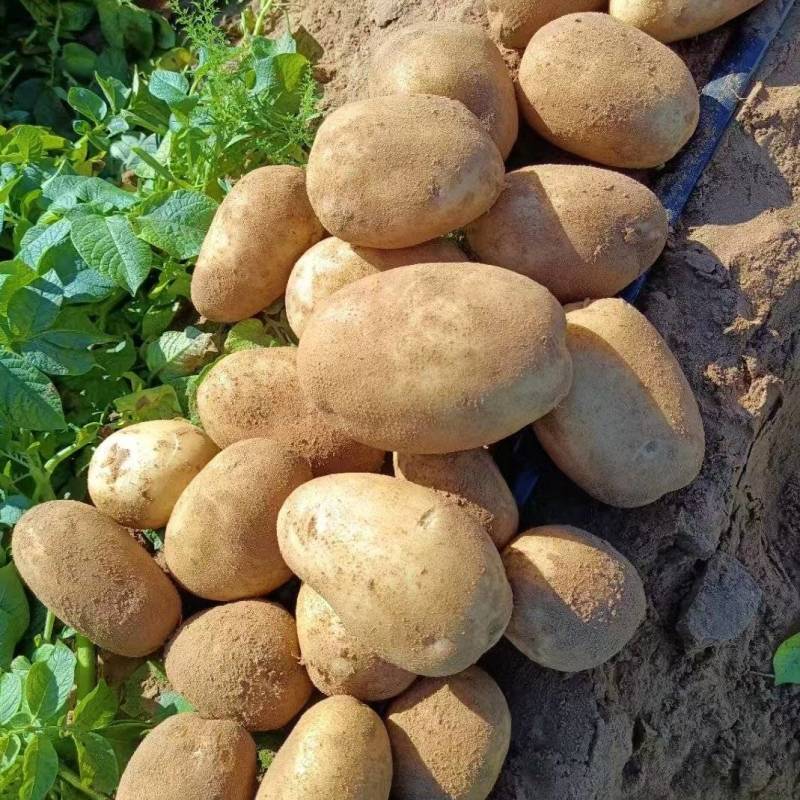 榆林纯沙地精品土豆，黄皮黄心大量供应市场基地直发支持视频