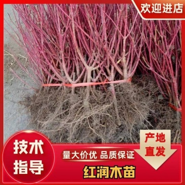 红瑞木苗红杆红柳树苗红马球绿化工程苗四季全红红梗木批发价