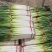 长白和铁杆大葱0.56元大量上市40cm以上，量大优