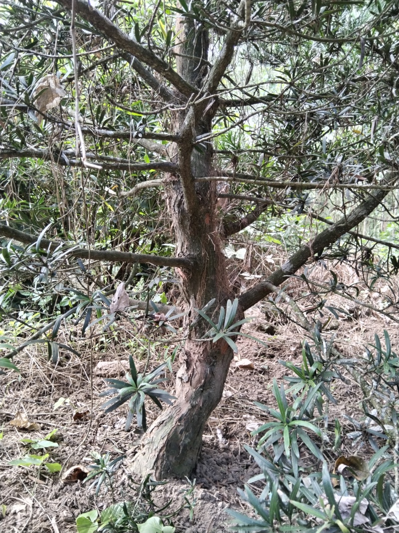 造型罗汉松10公分至13公分，现场看树200棵5000元