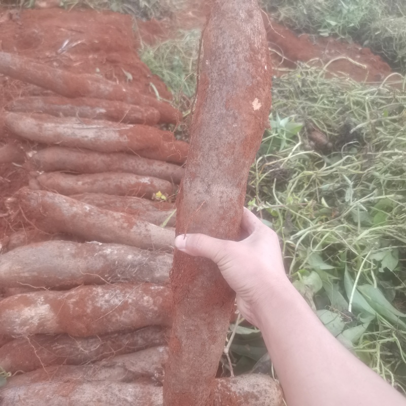 农副产品，山药
