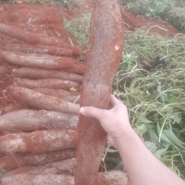 农副产品，山药