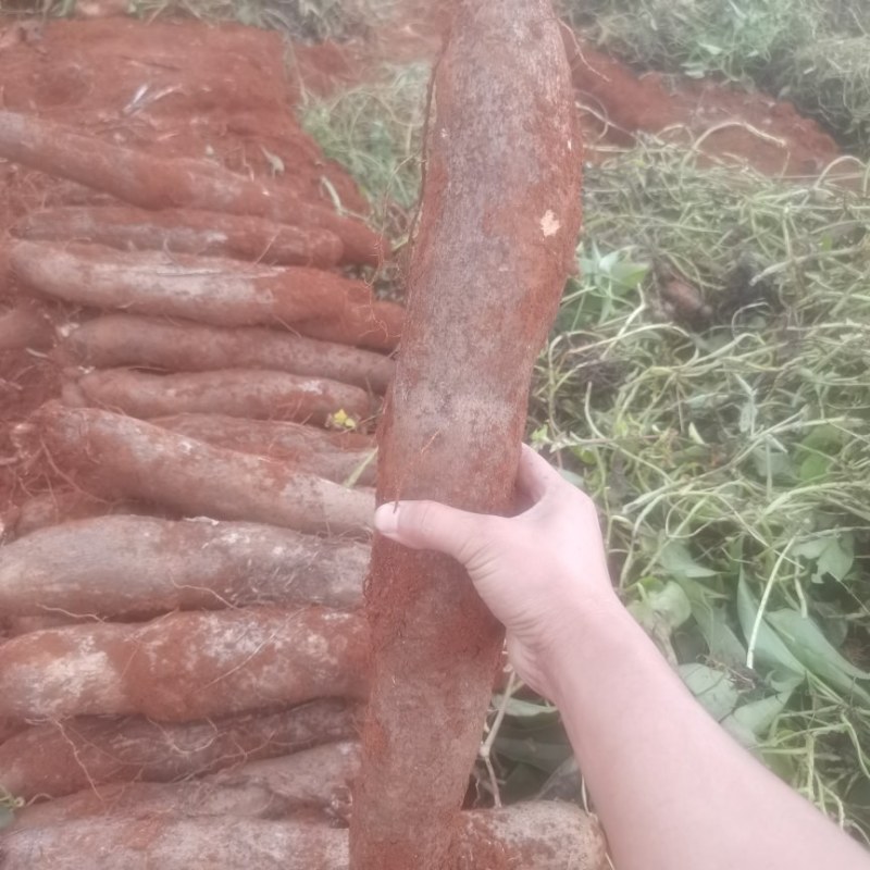农副产品，山药