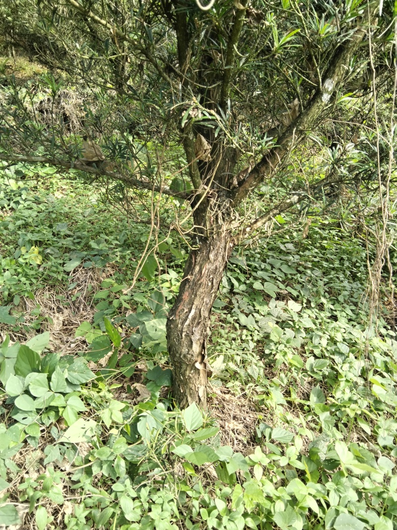 造型罗汉松10公分至13公分，现场看树200棵5000元